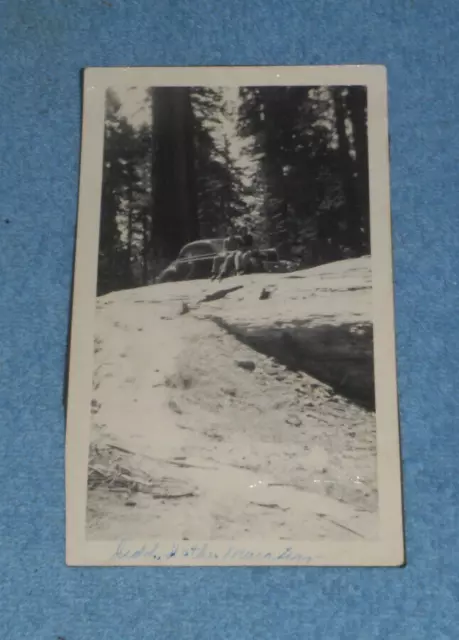 Vintage Photo Couple & Car On Petrified Tree Redwood Forest California?