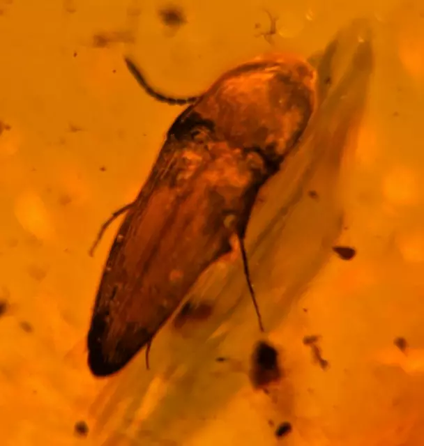 A101 BU1470 Nicely preserved Elateroid in Burmese Amber Burmite Myanmar 99mya