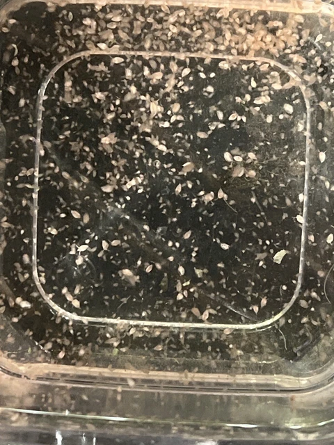 Red Magnum Daphnia, **A LOT** indoor clean culture, Free S/H