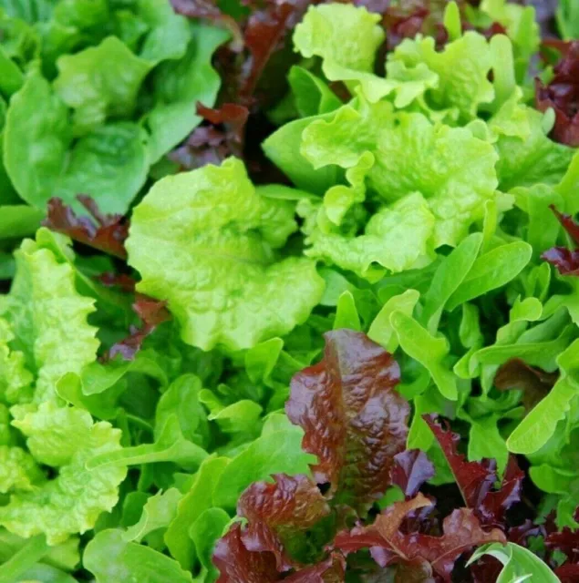 Lettuce Seed Babyleaf Mixed Leaves 1000 Seeds - Easy Cut And Grow Again Salad