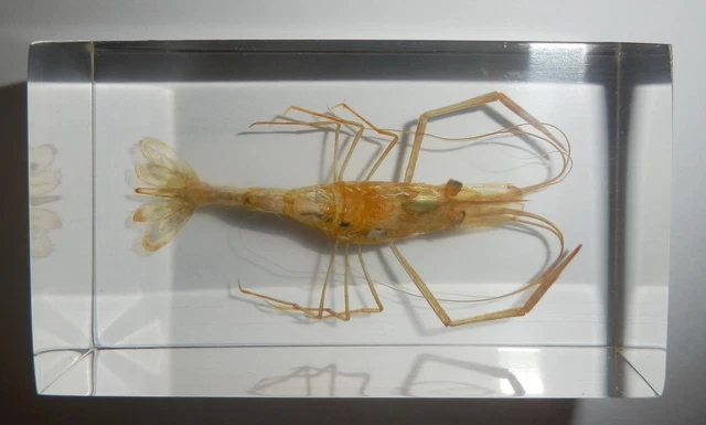 Shrimp Oriental River Prawn Specimen in 73x40x25 mm Clear Block Learning Aid