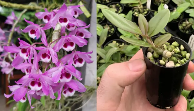 RON Orchid Dendrobium Den parishii Mae Hong Son SPECIES 50mm Square Pot FRAGRANT
