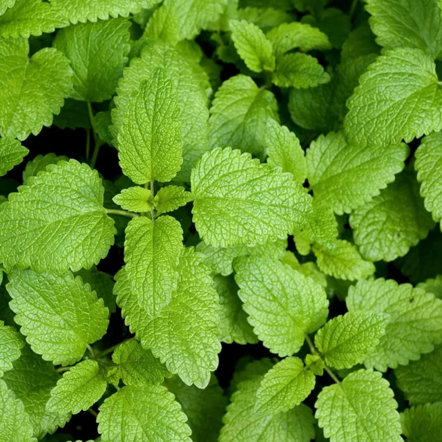 Lemon Balm Seeds | Herb Garden Vegetable Non GMO Basil Citrus Tea Mint Seed 2024