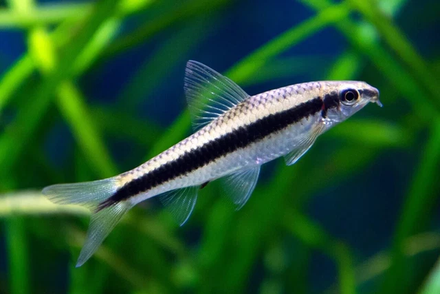 (3 Pack) SIAMESE ALGAE EATER JUVENILE LIVE FISH + FAST SHIPPING