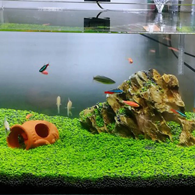 Aquarium Plant Seeds Fish Tank Aquatic Water Grass Foreground Easy Plants New US 3