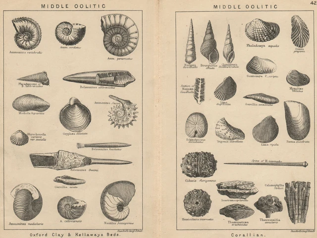 BRITISH FOSSILS. Middle Oolitic. STANFORD 1913 old antique print picture
