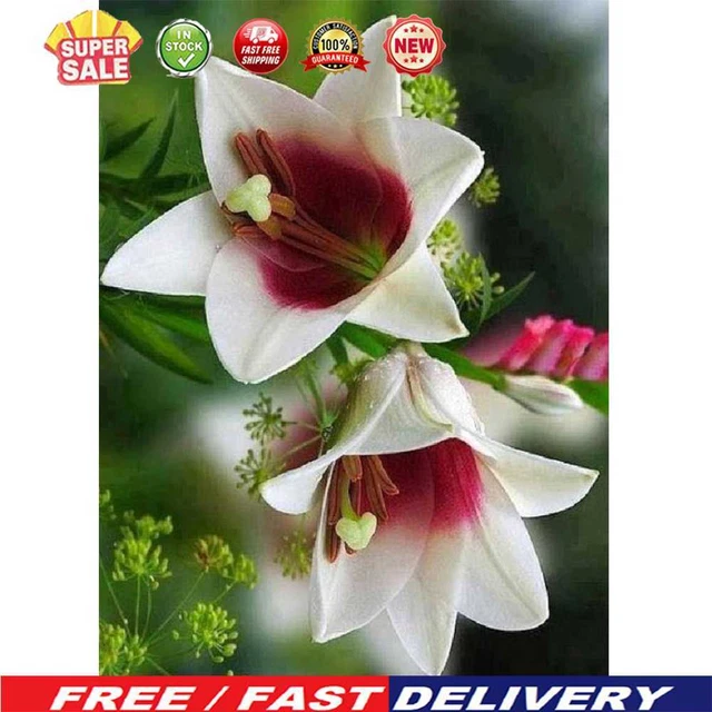 (DB3382) 5D HAZLO TÚ MISMO Diamante Pintura Flor Estrás Kit Cuadrado Diamante Pared Pictu