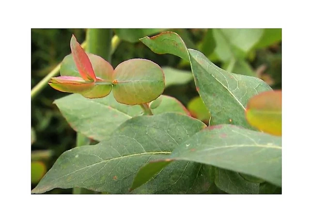 Eucalyptus Coccifera Samen - 10x Baum Samen Für Garten, Schnellwachsender Zier-Eukalyptus