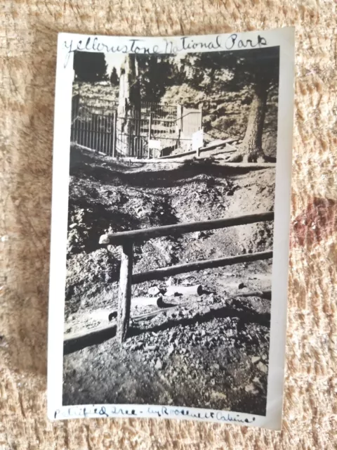 PETRIFIED TREE AT YELLOWSTONE,JULY 11,1935.VTG 4.6" x 2.7" PHOTO/3