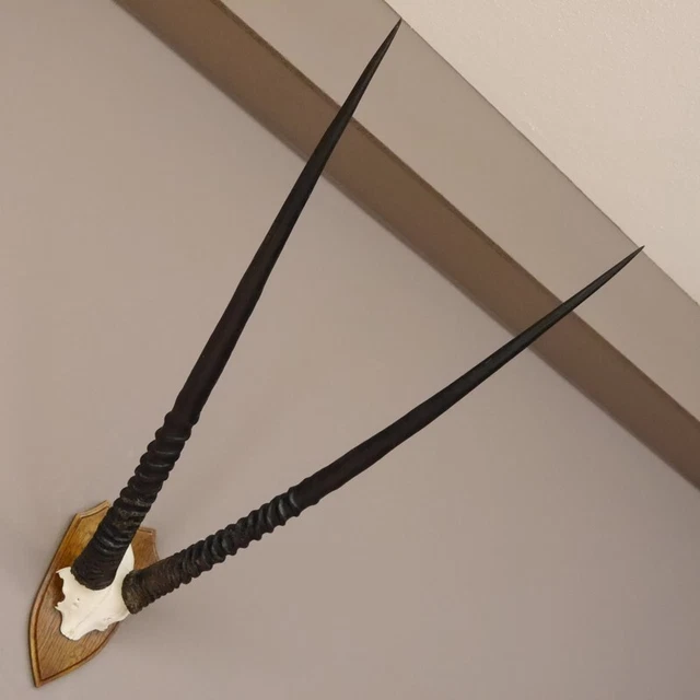 Orix ( Gazella) Antílope Gacela Gemsbok África Trofeo de Calavera Hornlänge 86CM