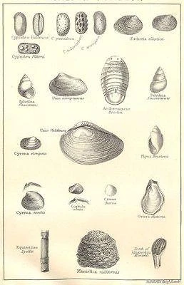 BRITISH FOSSILS: Wealden – Purbeck. Molluscs. STANFORD; antique print 1880