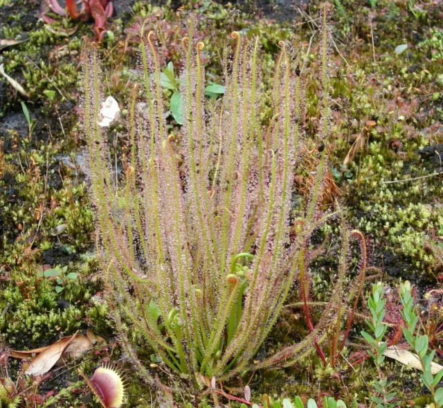 15  Samen Drosera filiformis, der fadenförmige Sonnentau aus 2023, Karnivoren