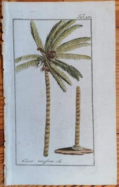 Zorn Originaldruck Koloriert Botanik Kokosnuss Palme Cocos nucifera  - 1796