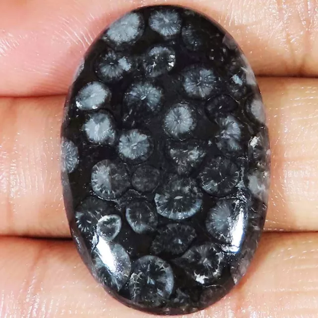 48.85 CTs Natural Black Fossil Coral Oval Cabochon 25x37x5 mm Gemstone eb_178