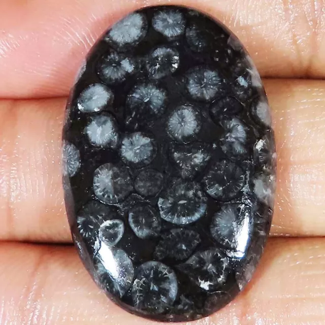 48.85 Carats Noir Naturel Fossil Corail Ovale Cabochon 25x37x5 MM Gemme Eb _178