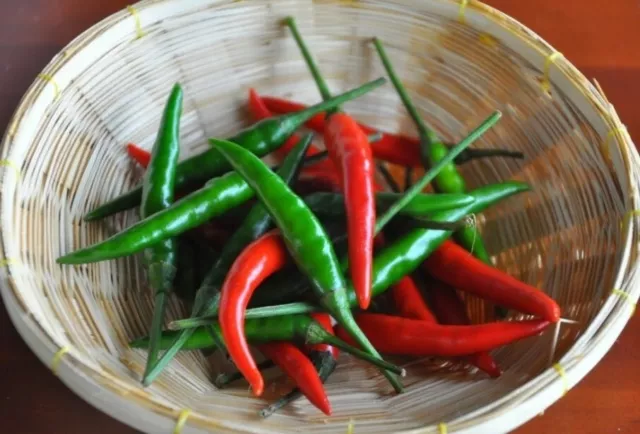 EXTREME HOT THAI CHILLI 50 SEEDS -  Heavy Yield - Seeds- Prik Chee Fah - ORGANIC