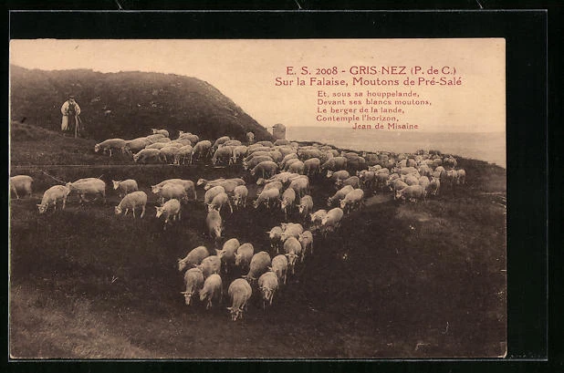 CPA Gris-Nez, Sur la Falaise, Moutons de Prè-Salè