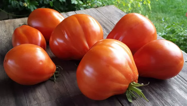 10 graines de tomate Puzata Hata très généreuse savoureuse