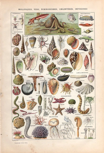 Seashells Sea Shell Starfish Octopus Etc Larousse Pour Tous Real Antique Print