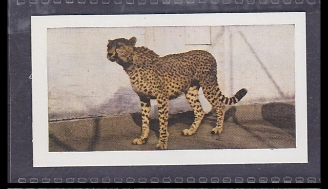 CHEETAH - 65 + year old English Trade Card # 30