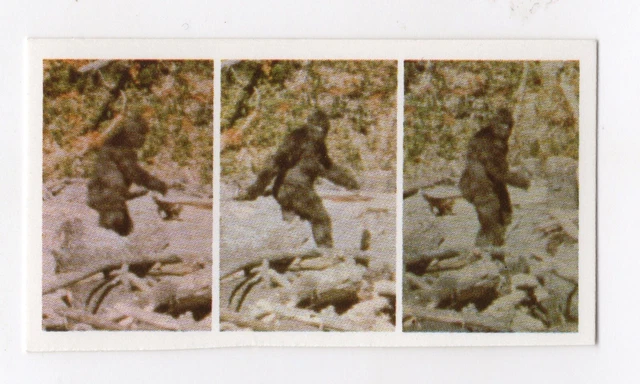 Brooke Bond #21 - Saquatch or Bigfoot of the USA