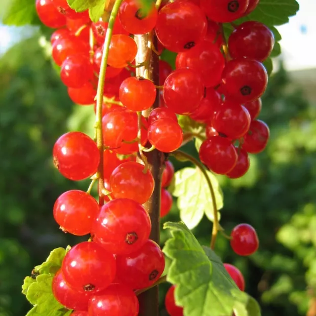 3 'Jonkheer van tets' Redcurrant / Ribes Rubrum Jonkheer van Tets'