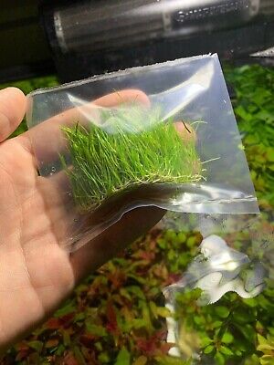 *BUY 2 GET 1 FREE* Dwarf Hair Grass Eleocharis Parvula Clumps Aquarium Plants ✅