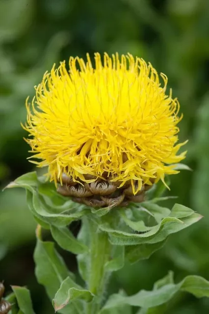 Gelbe Riesen - Flockenblume - Centaurea macrocephala 25+ Samen Ed 007