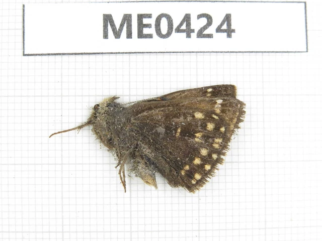 Butterfly. Erynnis pelias. Jilin, Baishan, Fusong county. 1M. ME0424.