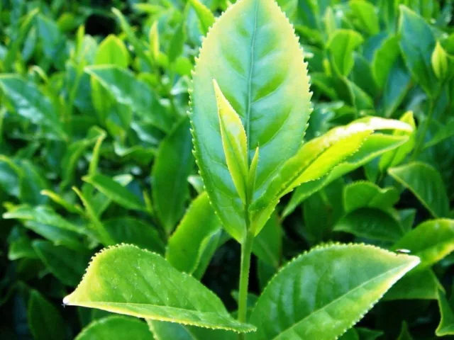 Semillas de plantas de té Camellia sinensis siembra semillas de té germinadas orgánicas de Ceilán 3