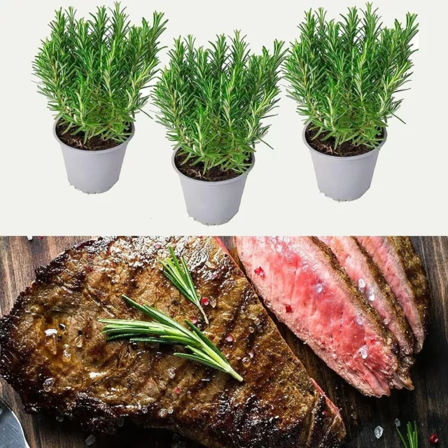3 x Barbeque Rosemary Herb Plants in 9cm Pots - Fresh BBQ Rosemary Plants