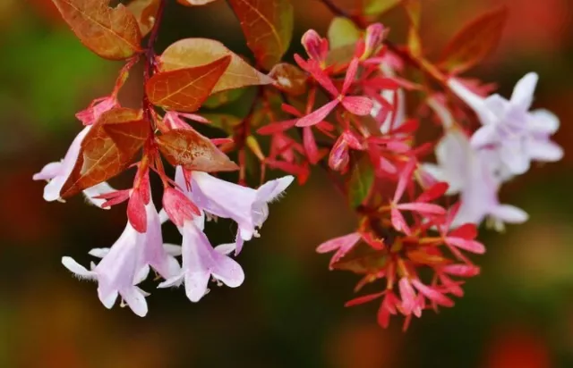 1 de Plante Abelia Grandiflora (A28-5x7x15)