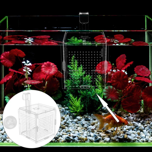 Fish Hatchery Fish Breeding Box Fish Hatching Box Fish Tank Incubator