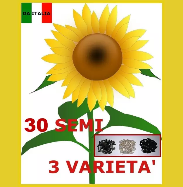 Girasole Gigante - Sunflower - 30 Semi - 10+10+10 Fino A 5/6 Metri Di Altezza 🌻