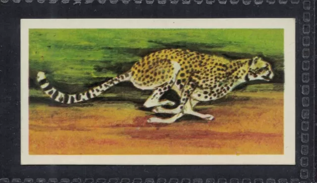 CHEETAH - 45 + year old English Trade Card # 2