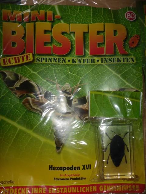 Mini-Biester/Echte Spinnen-Käfer-Insekten/Hachette /Ausgabe 80/Prachtkäfer