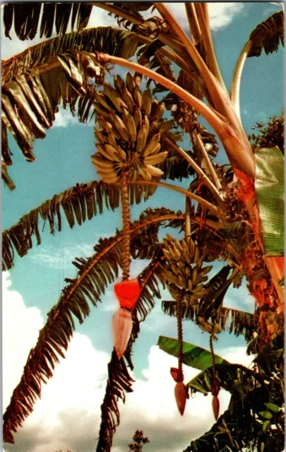Postcard FL Tropical Cypress Gardens Commercial Bananas Winter Haven, Florida