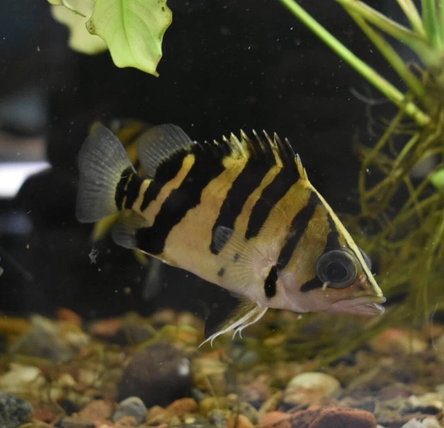 Live Indonesian Tiger Datnoid (4" Freshwater Aquarium Fish) *PLS READ DESCR* 6