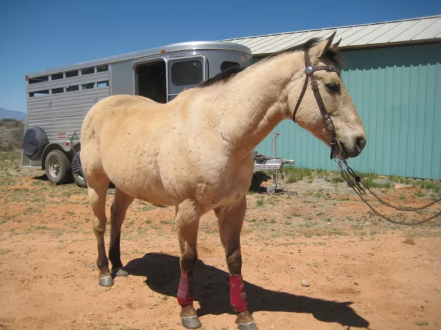 Professional Choice SMB II Horse Sports Medicine Splint Boots Maroon Small L/R