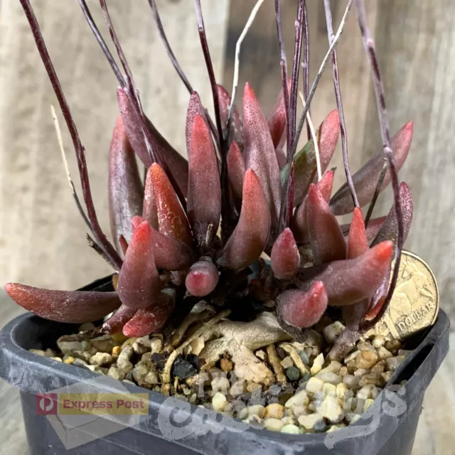 Nice Big Adromischus filicaulis Red Mutation [85mm pot] Rare Cactus Succulent