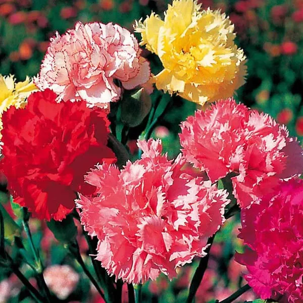 Dianthus Caryphyllus 'Superb Formula Mix' - 300 Seeds - Carnation