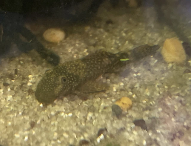 6 Pleco Brown Spotted /Calico Babies BristleNose 1 +Inch Long