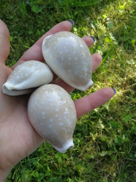 Coquilles Saint Jacques - Ameublement Et Décoration