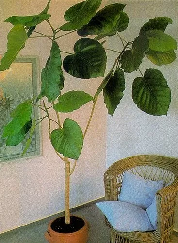 SAMEN SUPER-FICUS: mit Riesenblättern, gedeiht überall !