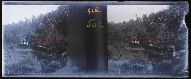 FRANCE Forêt c1920 Photo NEGATIVE Plaque de verre Stereo Vintage P30L4n10