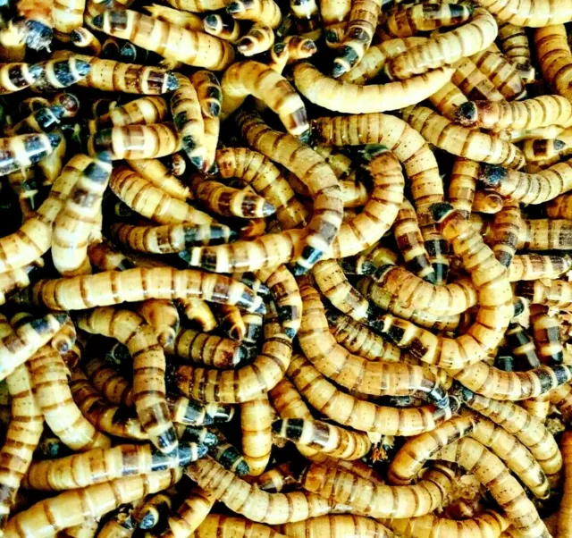Live Superworms - 50 - 1,000 - Large 2"+   Reptile Feeders