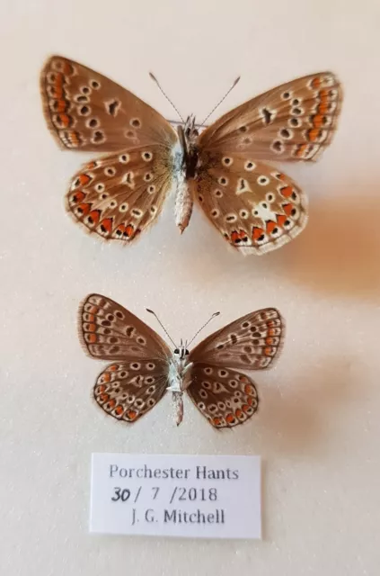 Common Blue Female Miniture Aberration With UK Data .Second For Comparison Only