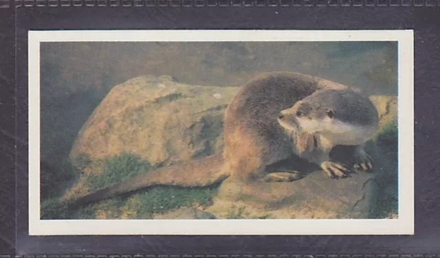 OTTER - 40 + year old English Trade Card # 18