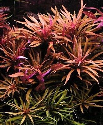 3 Stems Pogostemon Kimberly! live aquarium plants beautiful!!! FREE S/H Rare!!