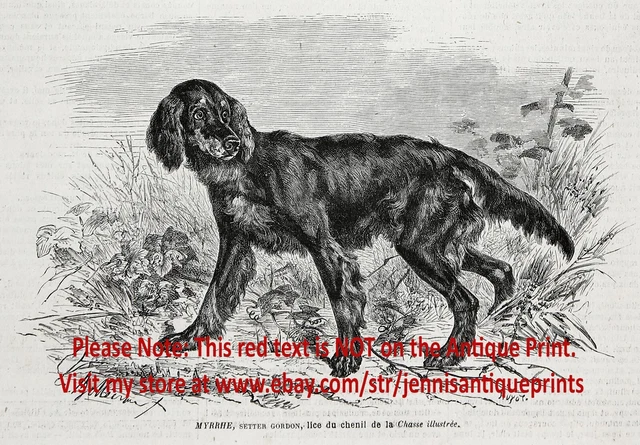 Dog Gordon Setter NAMED Myrrhe & Kennel ID'd, 1870s Antique Engraving Print
